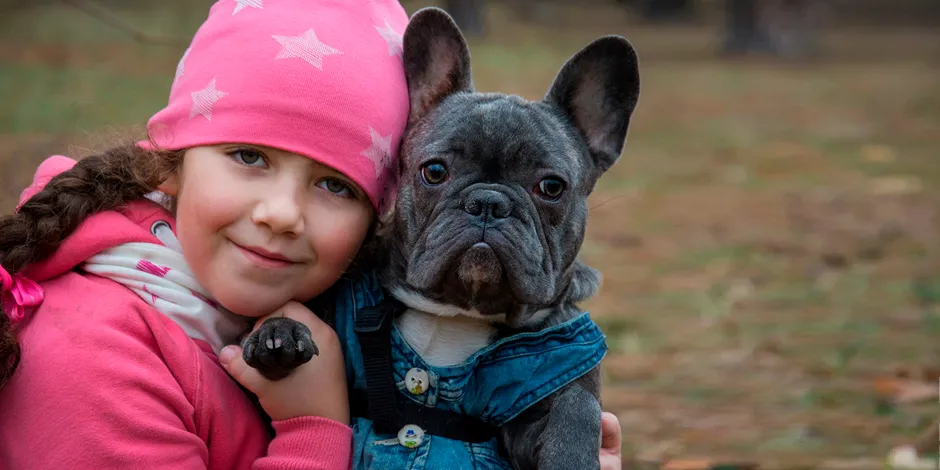 Bull Dog Frances Razas de perros Purina Argentina